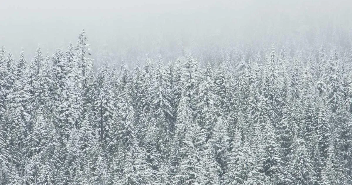 Shipping Frozen Food Safely: Cold Chain Guide